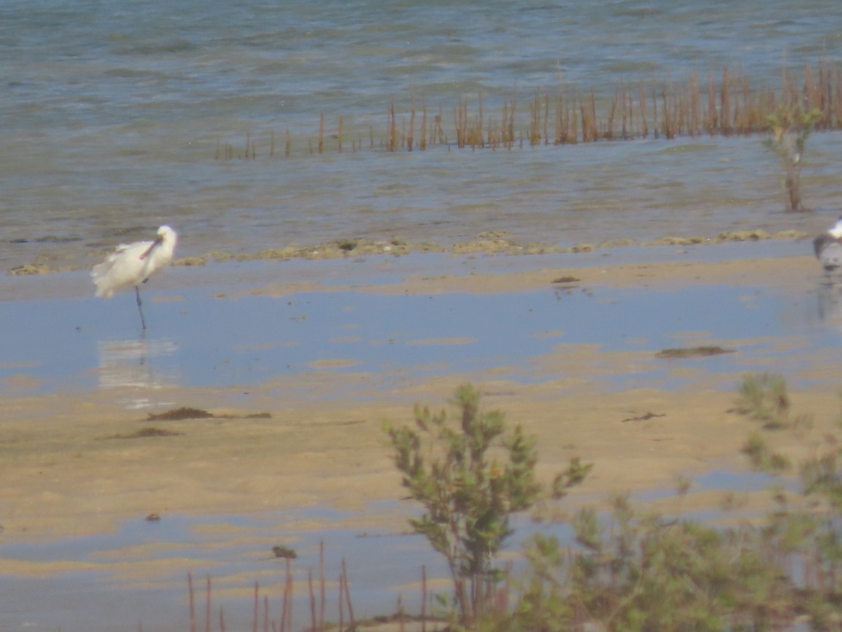 Eurasian Spoonbill - ML563946681