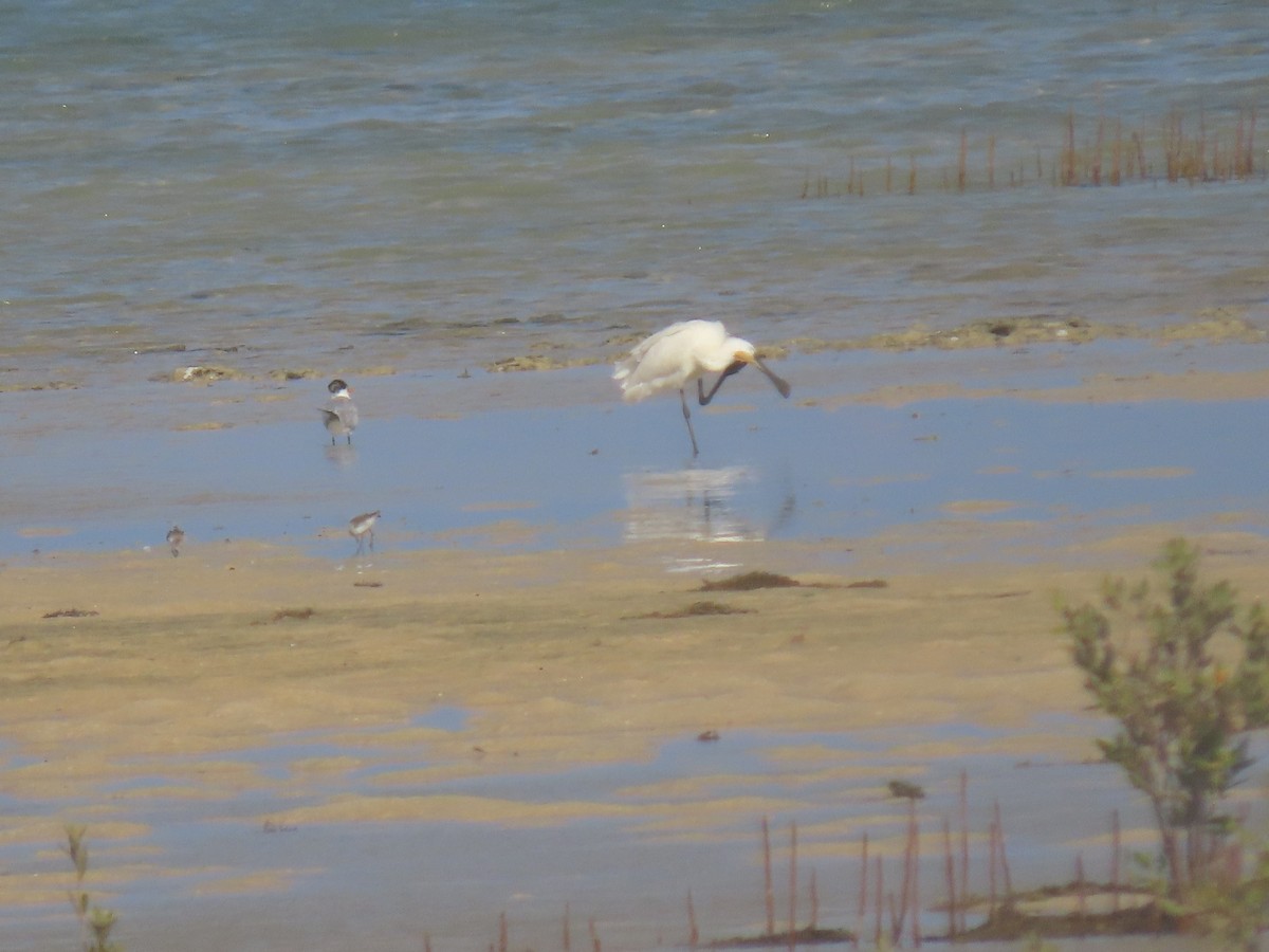 Eurasian Spoonbill - ML563946691