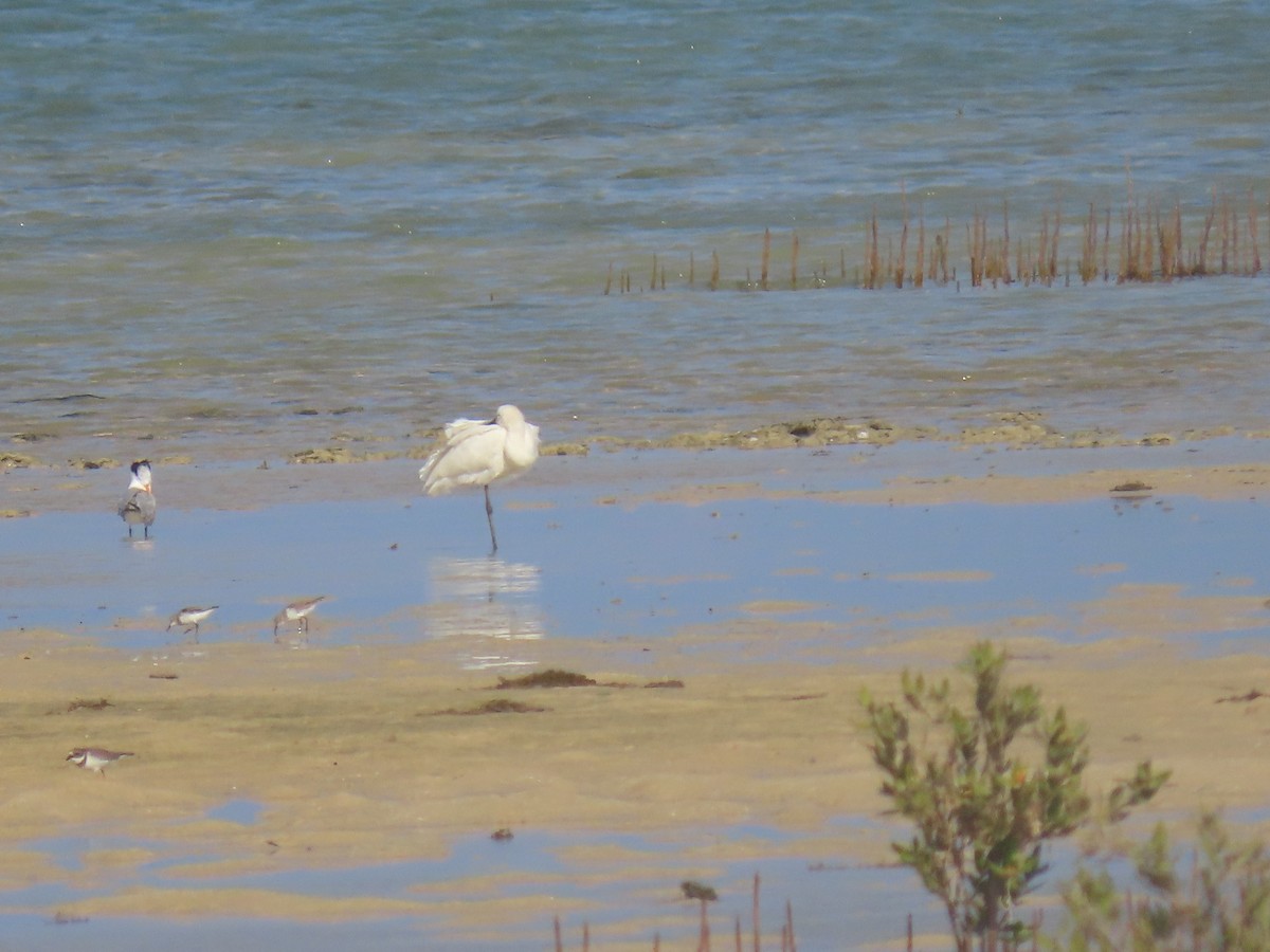 Little Stint - ML563946771