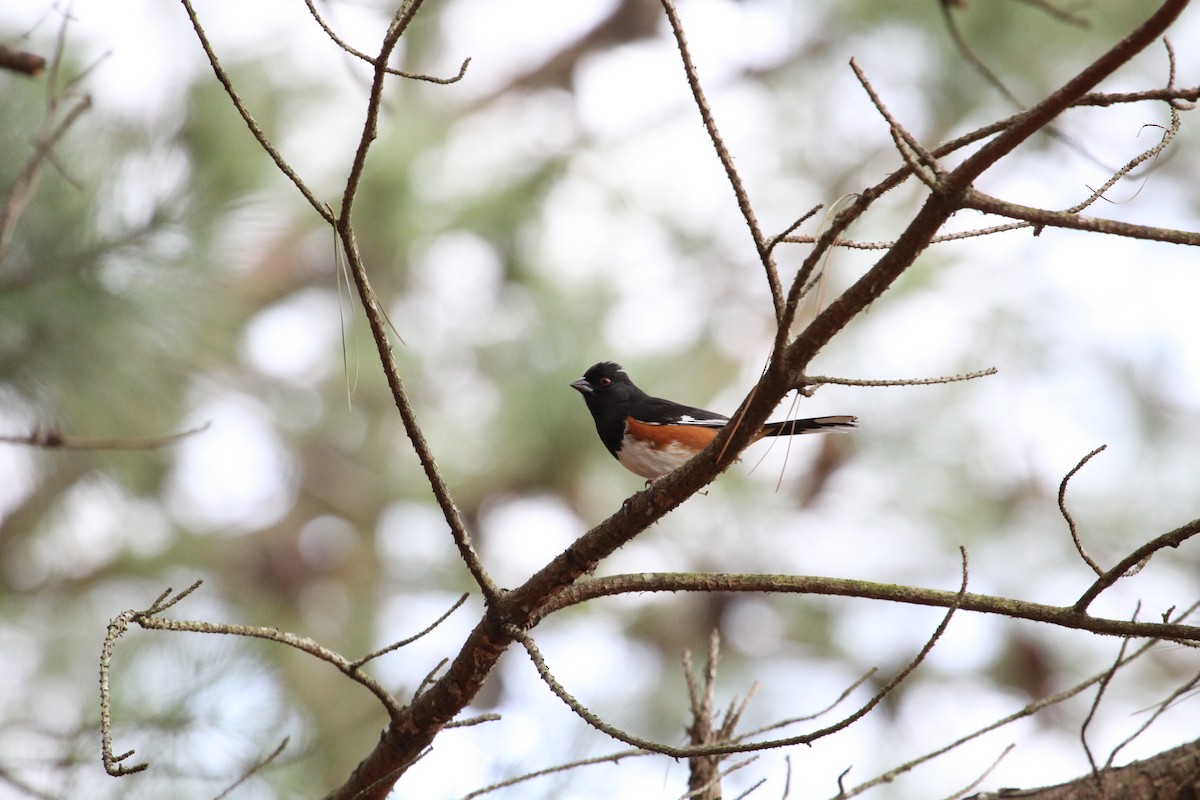 Eastern Towhee - ML563946851