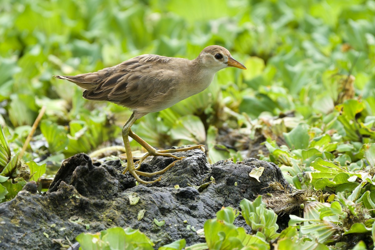 White-browed Crake - ML563947811