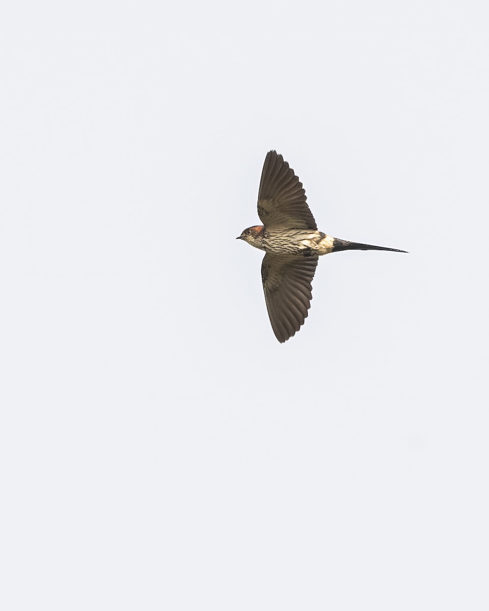 Eastern Red-rumped Swallow (Striated) - ML563948001