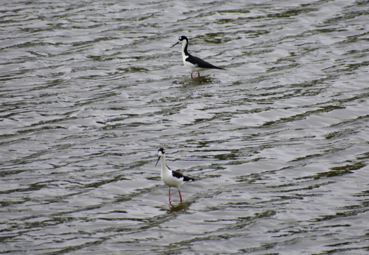 Black-necked Stilt - ML563948351