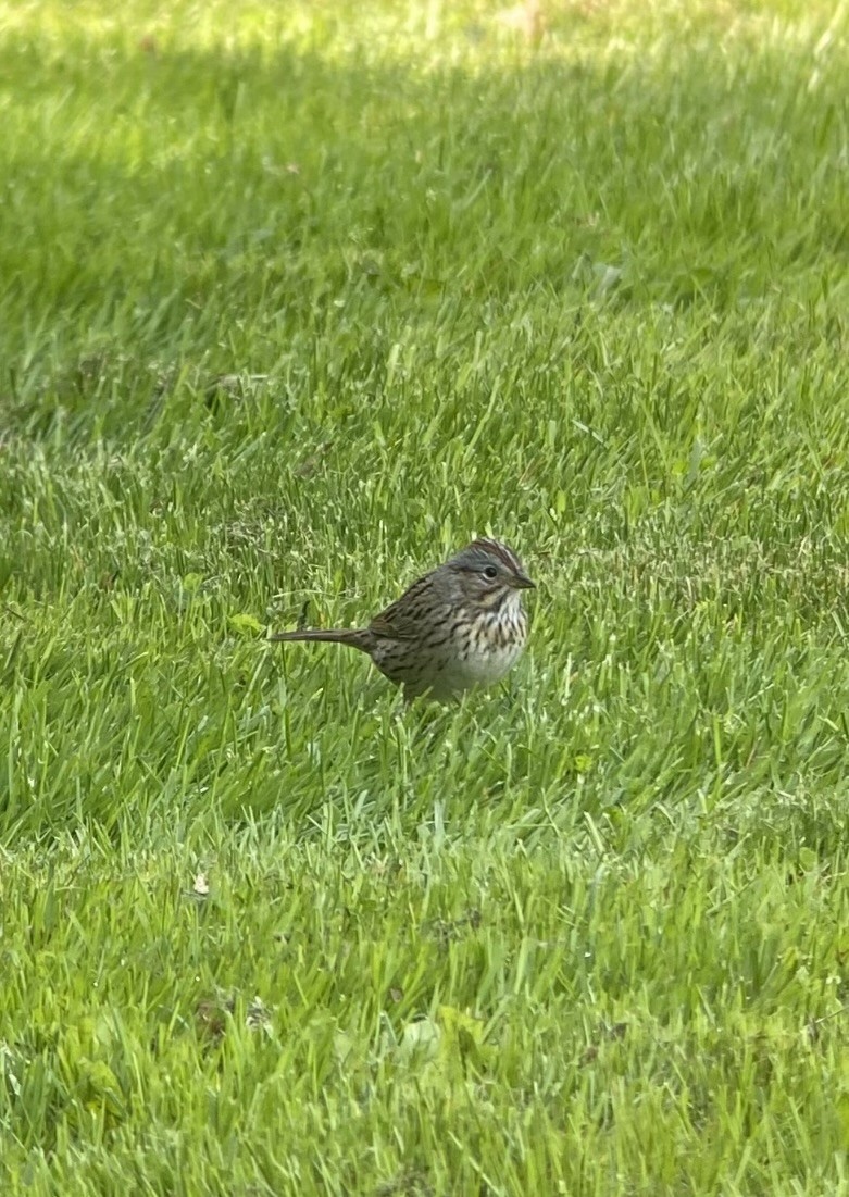 Lincoln's Sparrow - ML563948541