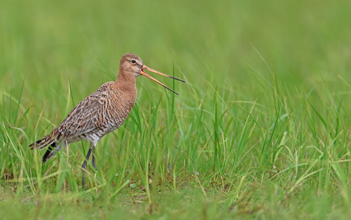 Black-tailed Godwit (limosa) - Christoph Moning