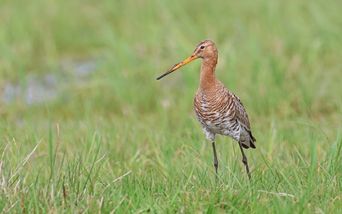 Kuliska buztanbeltza (limosa) - ML563950121