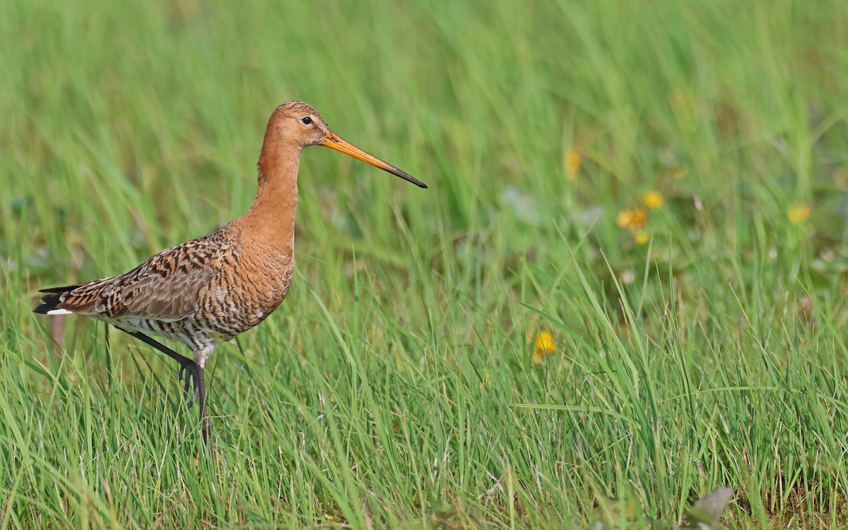 Black-tailed Godwit (limosa) - Christoph Moning