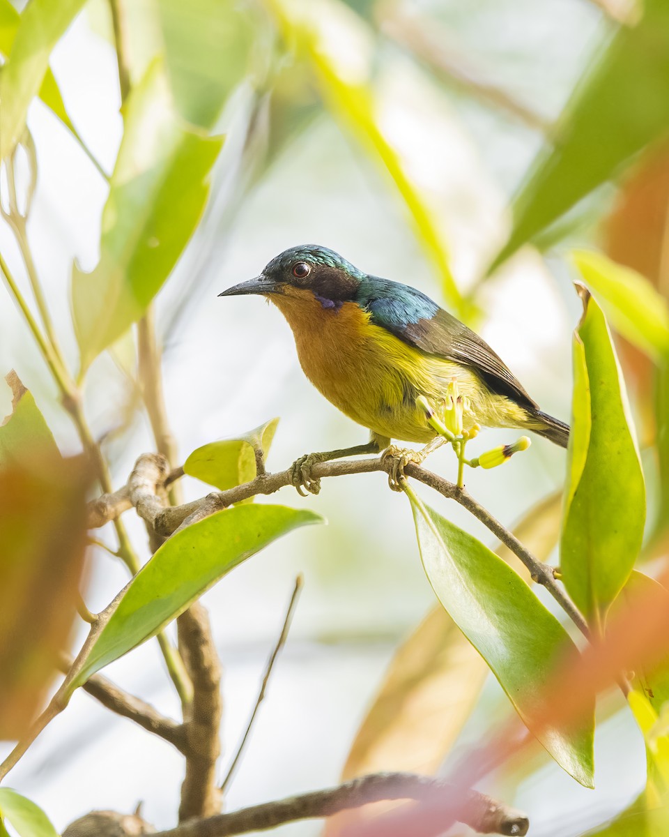 Ruby-cheeked Sunbird - ML563950771