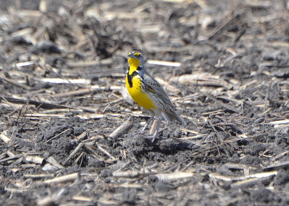 Western Meadowlark - Scott Latimer