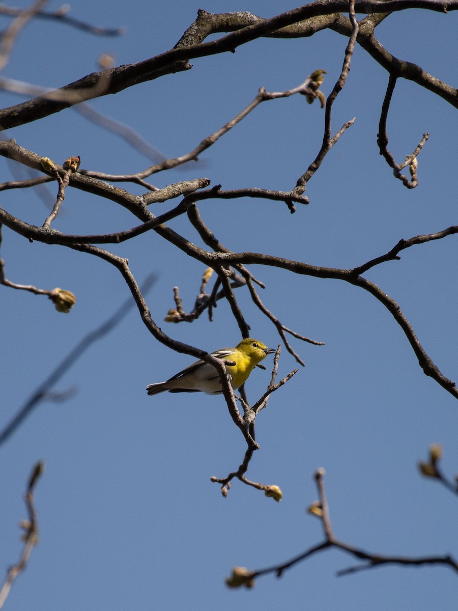 Yellow-throated Vireo - ML563951151