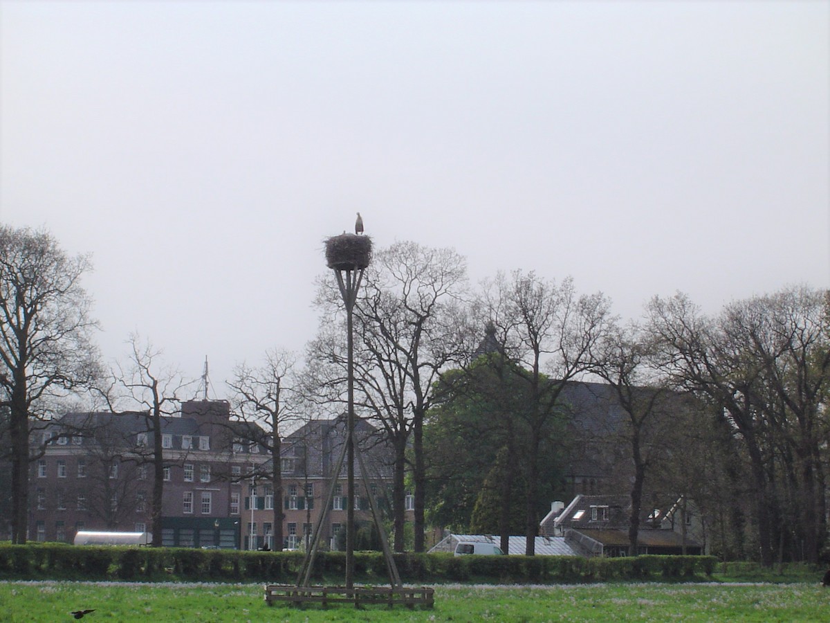 White Stork - ML563951291