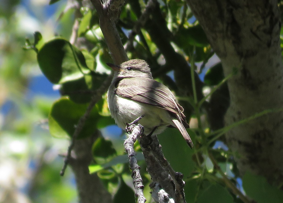 Northern Beardless-Tyrannulet - ML56395251