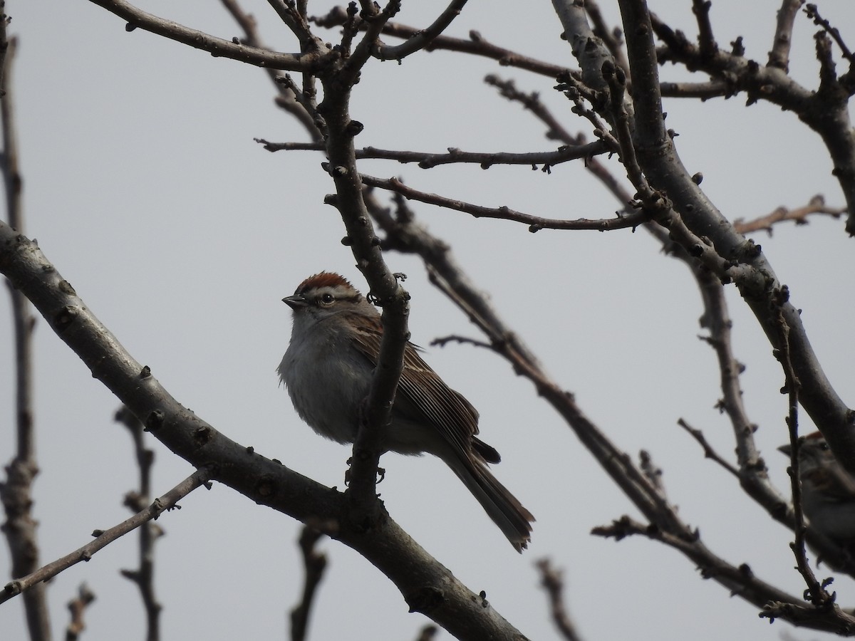 Chipping Sparrow - Carol & Steve Matthews