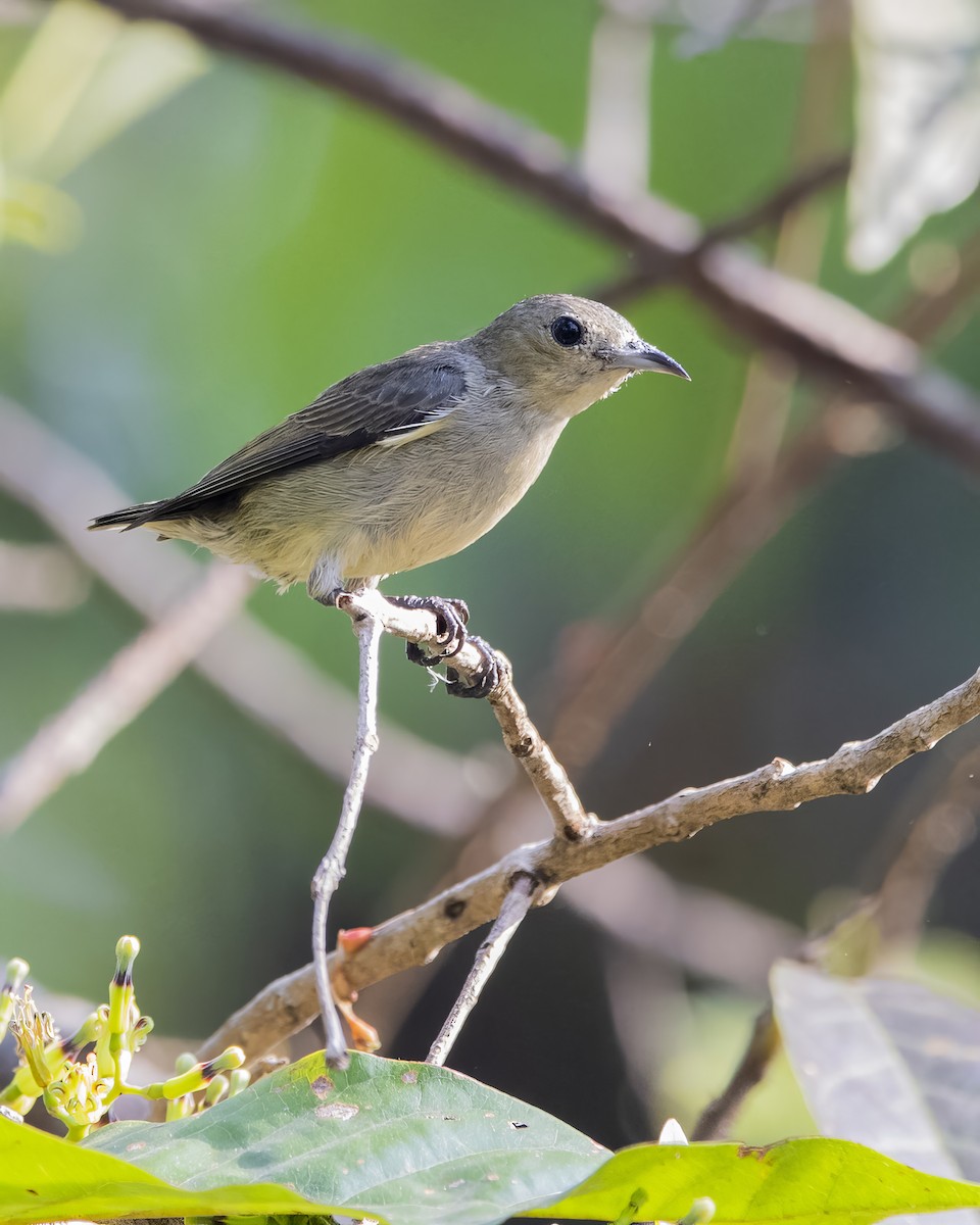 Plain Flowerpecker - ML563952771