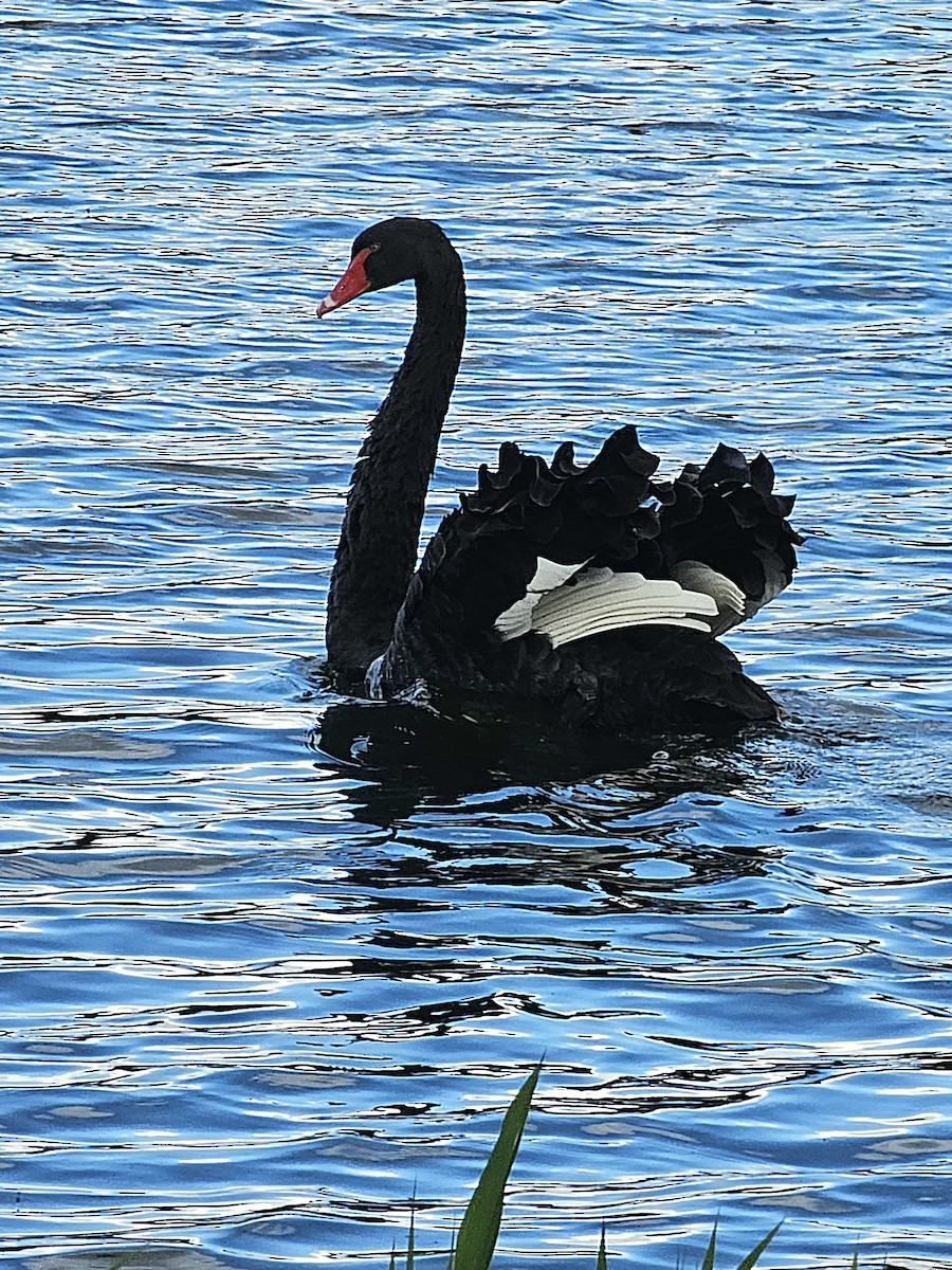 Black Swan - Paul Barchilon