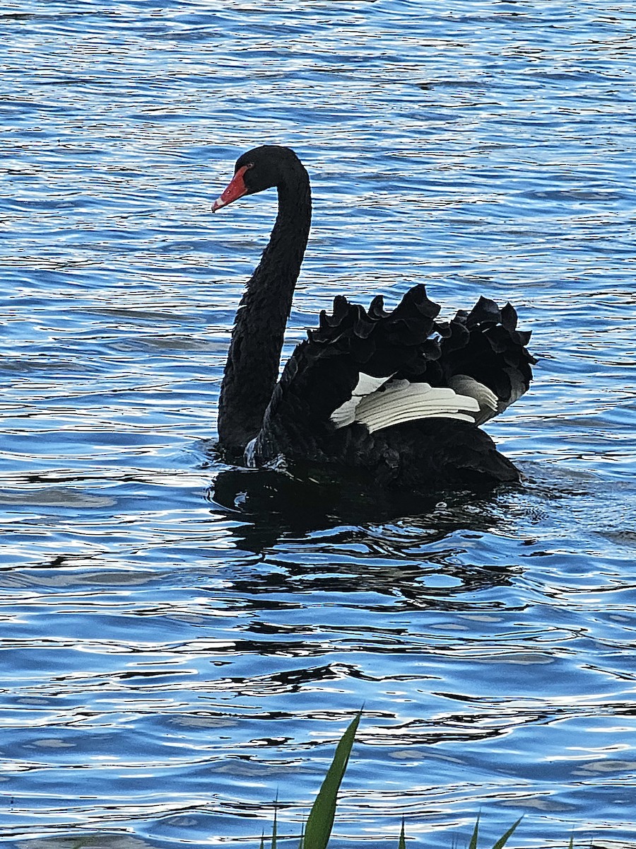 Cygne noir - ML563953581