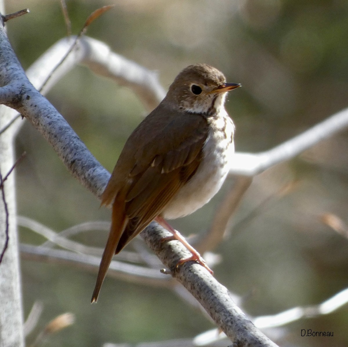 Hermit Thrush - ML563954551