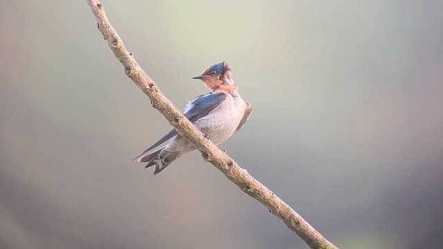 Hirondelle de Tahiti - ML563954821