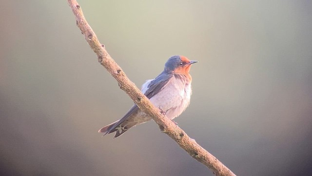 Hirondelle de Tahiti - ML563954831