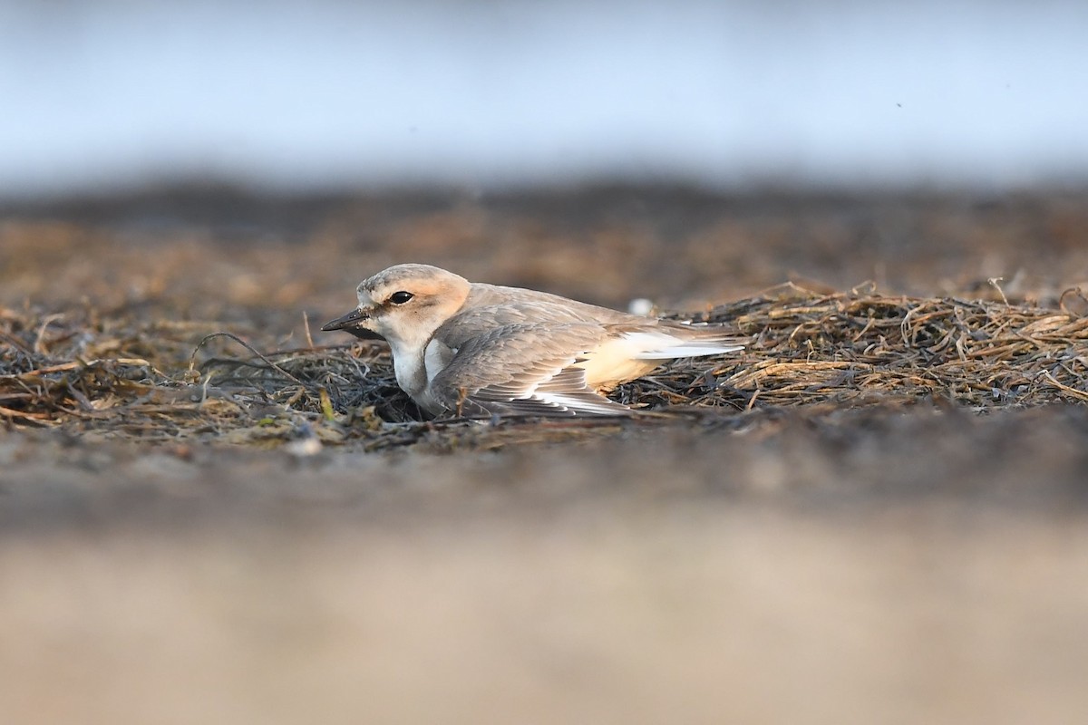 Kentish Plover - ML563955521