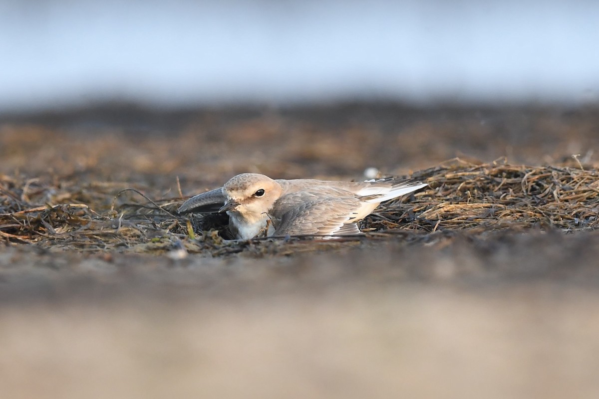 Kentish Plover - ML563955531