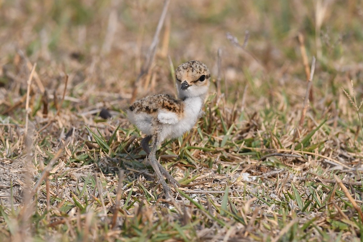 Kentish Plover - Sriram Reddy