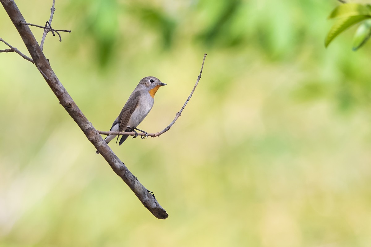 Taiga Flycatcher - ML563955931