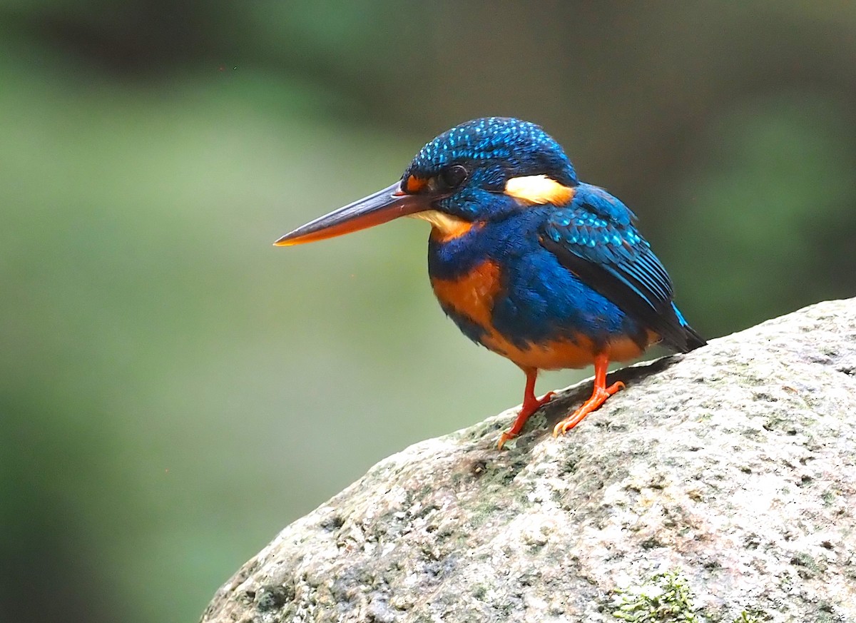 ledňáček luzonský (ssp. cyanopectus) - ML563956081