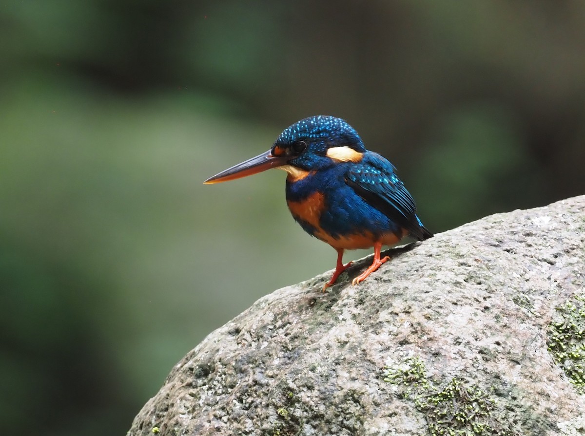 Indigo-banded Kingfisher (Northern) - Stephan Lorenz