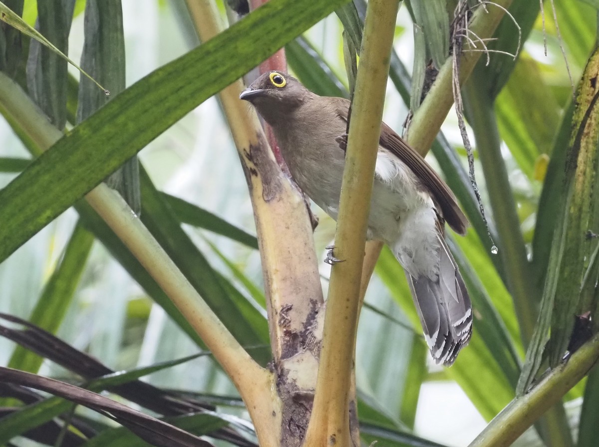 Yellow-wattled Bulbul - Stephan Lorenz