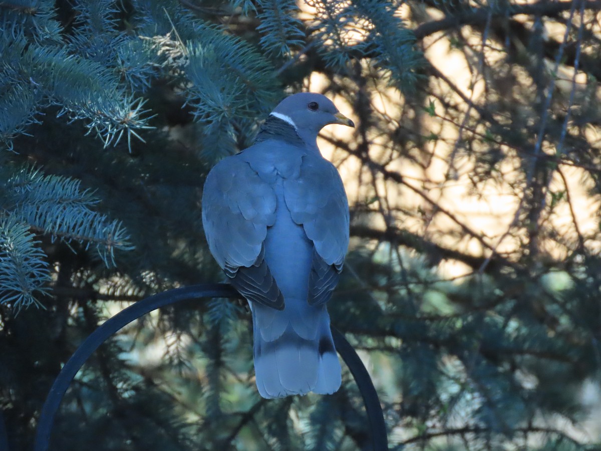 Band-tailed Pigeon - ML563957201