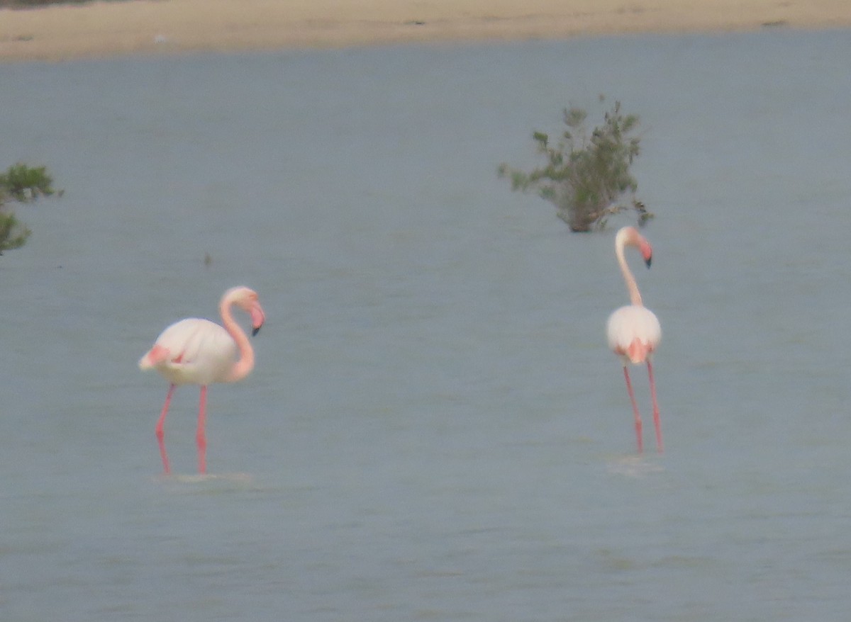 Greater Flamingo - Ute Langner