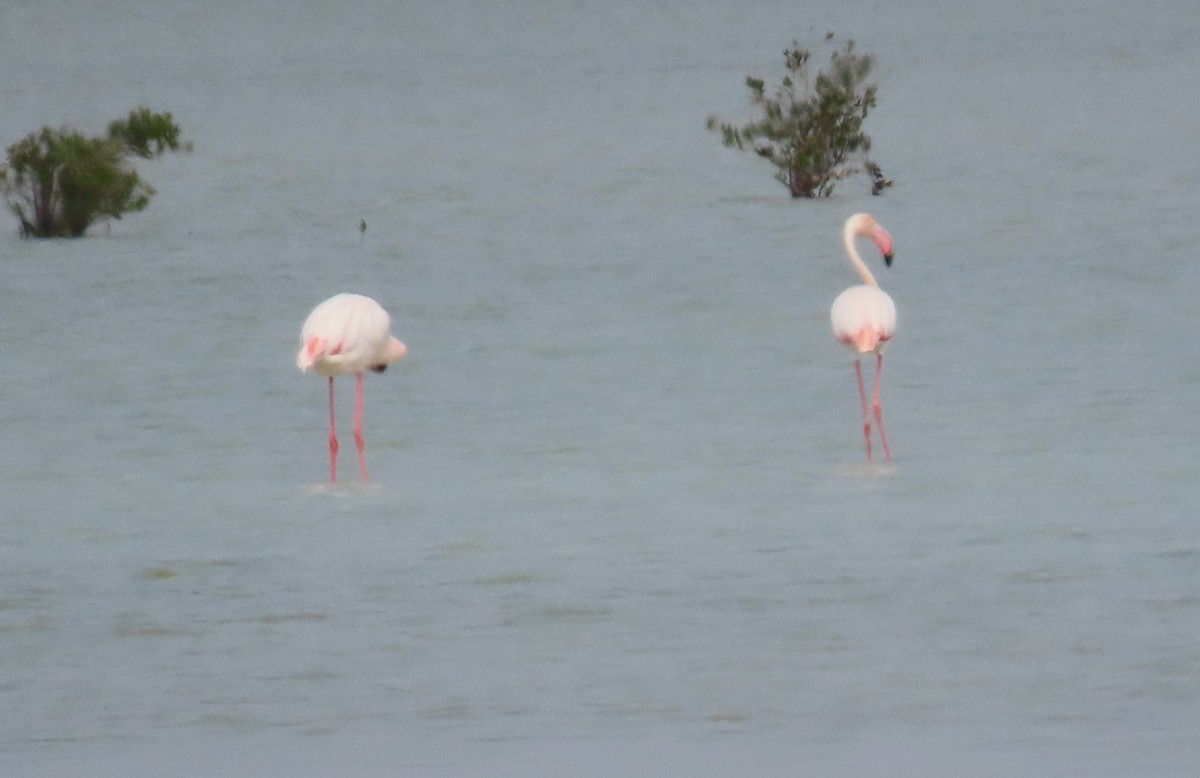 Greater Flamingo - Ute Langner