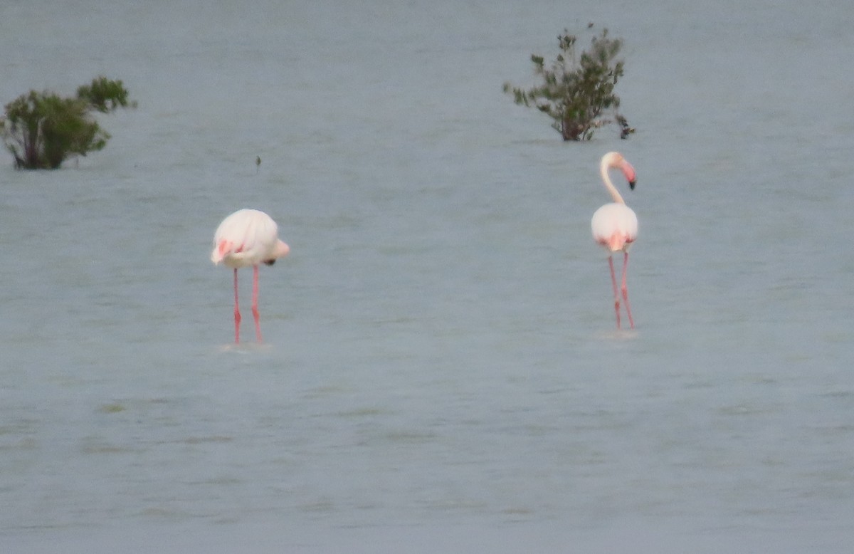 Greater Flamingo - ML563957501