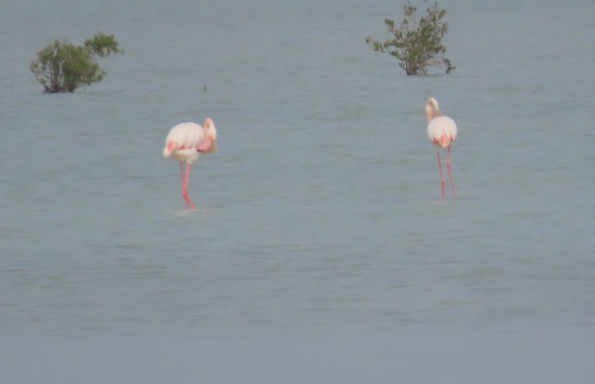 Greater Flamingo - Ute Langner