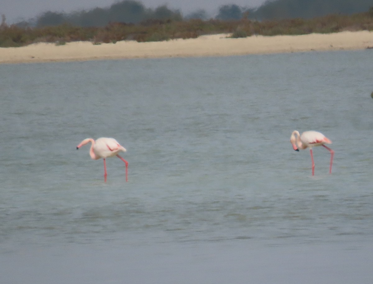 Greater Flamingo - Ute Langner