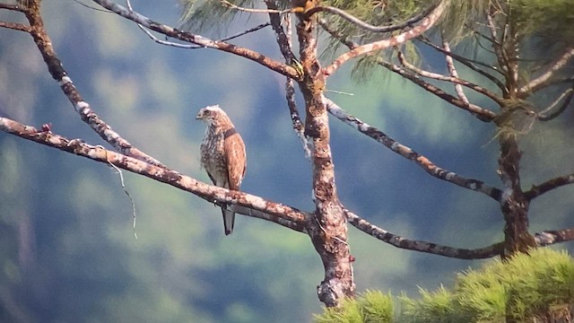 Gray-faced Buzzard - ML563957601