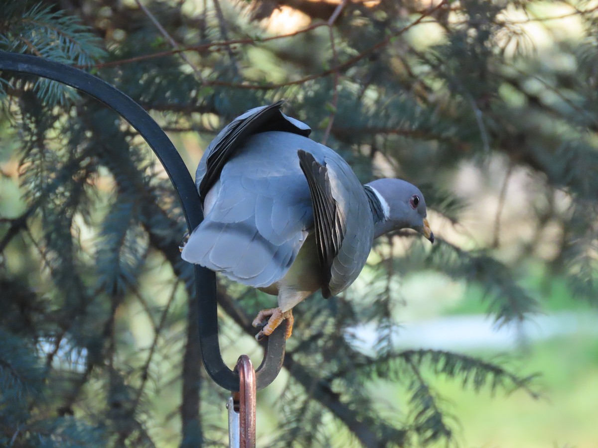 Band-tailed Pigeon - ML563957661