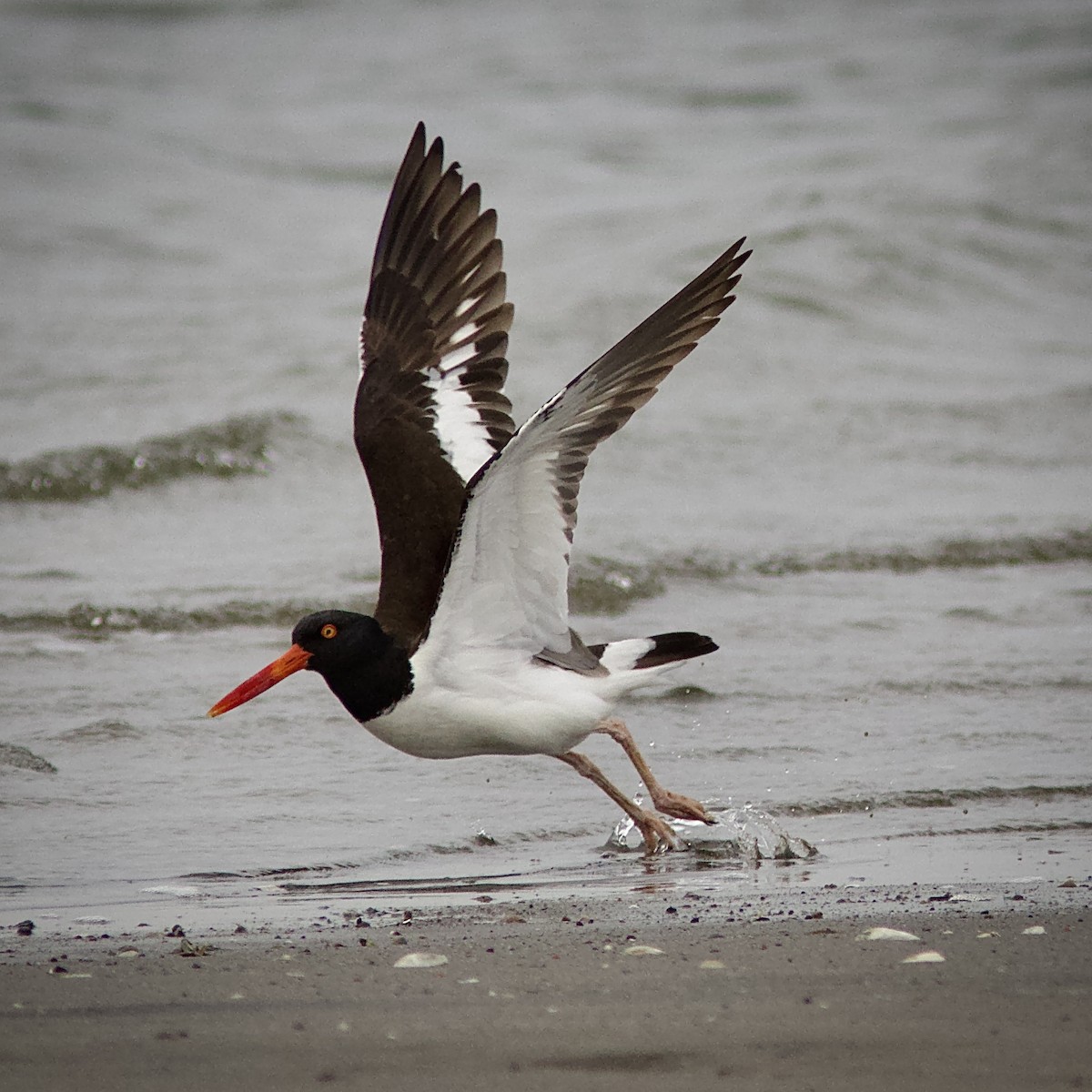 American Oystercatcher - ML563957711