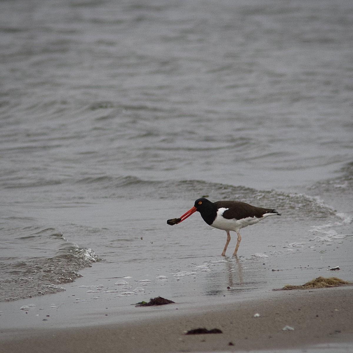 American Oystercatcher - ML563957721