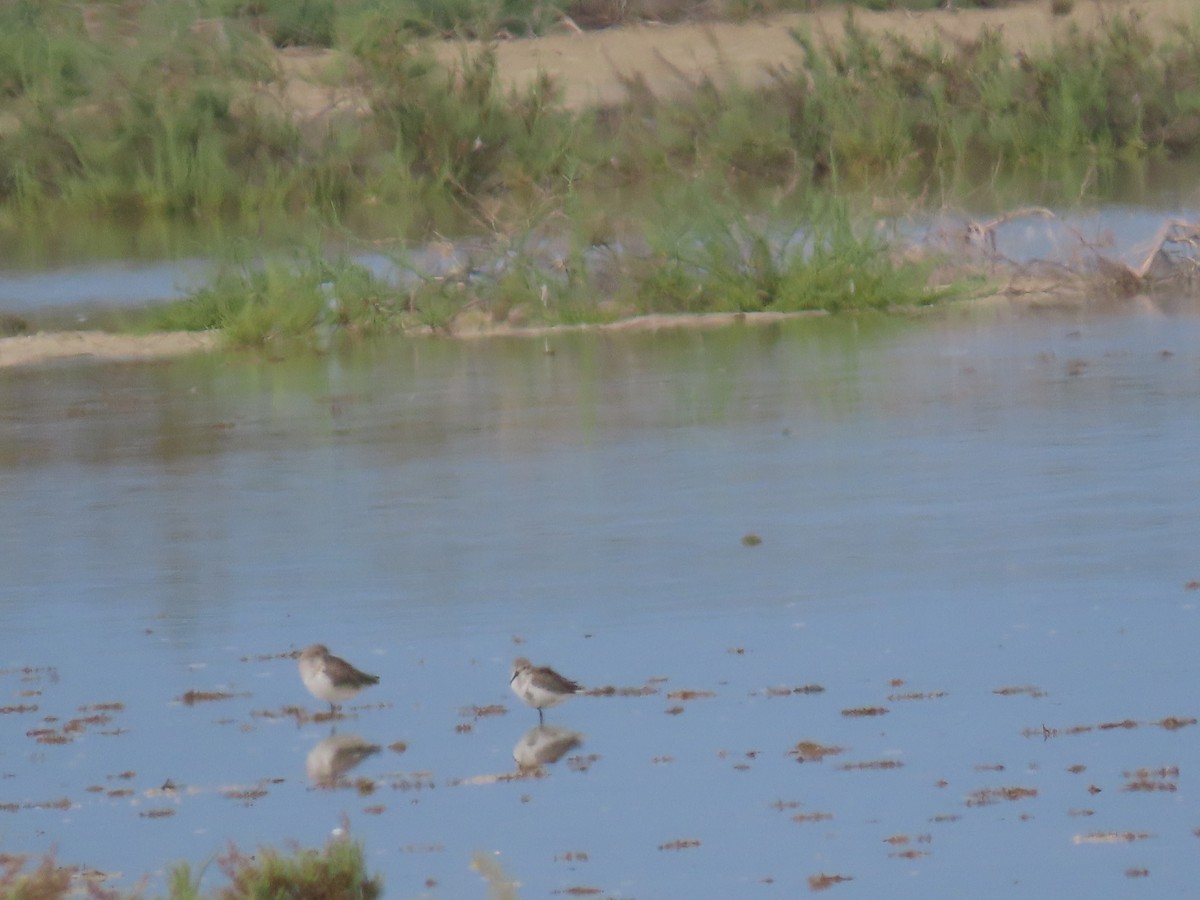 Dunlin - Ute Langner