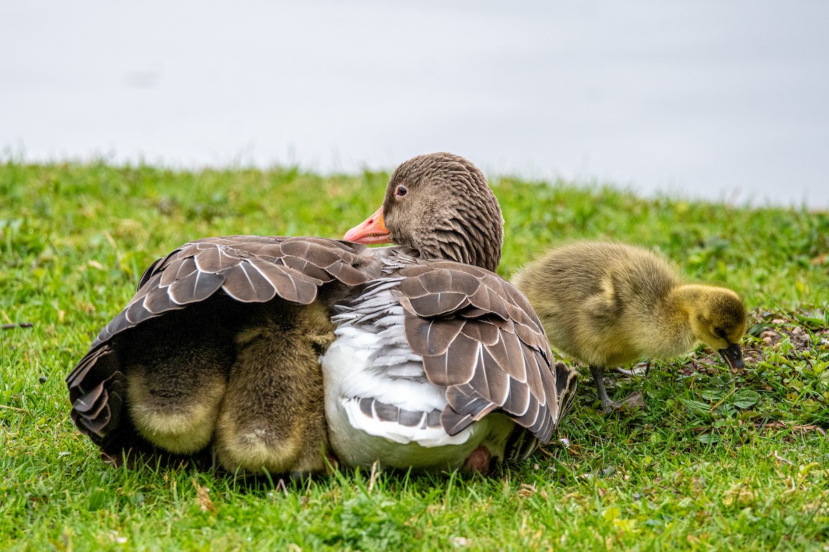 Graylag Goose - Richard Li