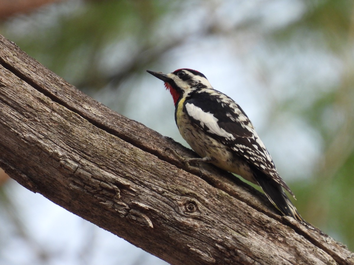 Yellow-bellied Sapsucker - ML563958691