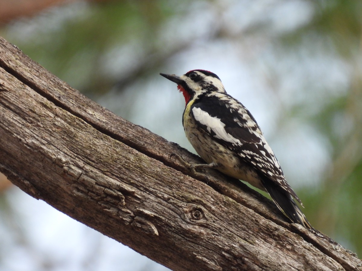 Yellow-bellied Sapsucker - ML563958731
