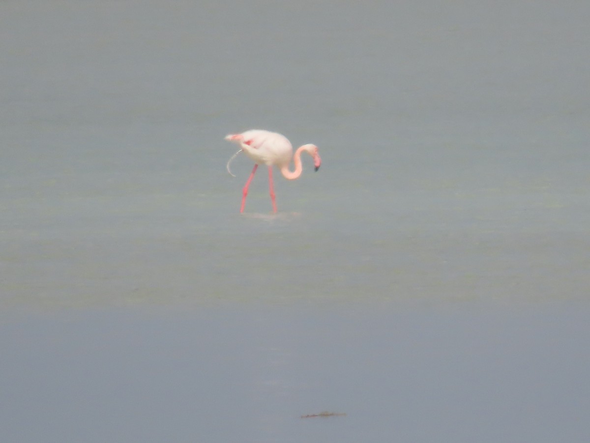 Greater Flamingo - Ute Langner