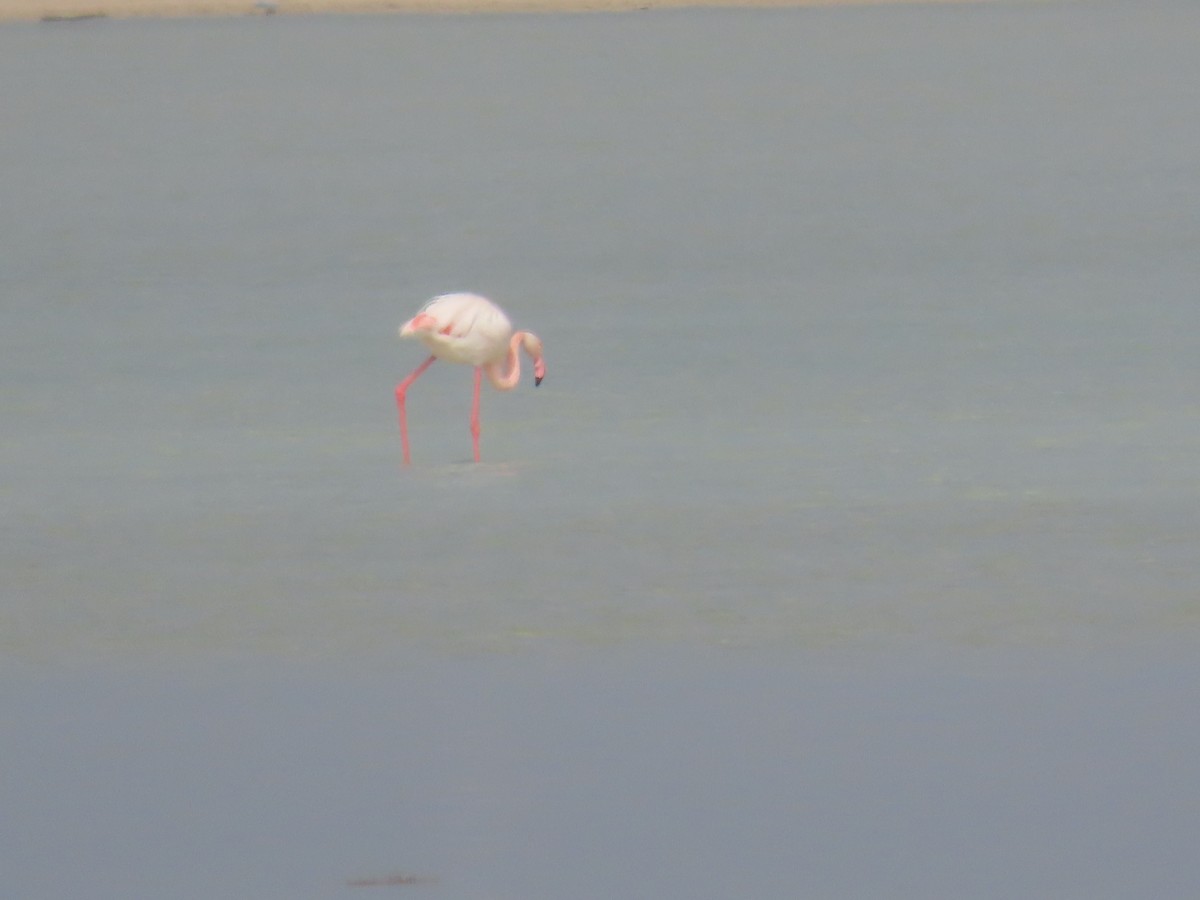 rosenflamingo - ML563958911