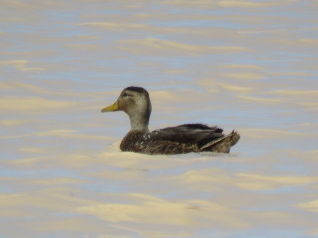 Mexican Duck - ML563959031