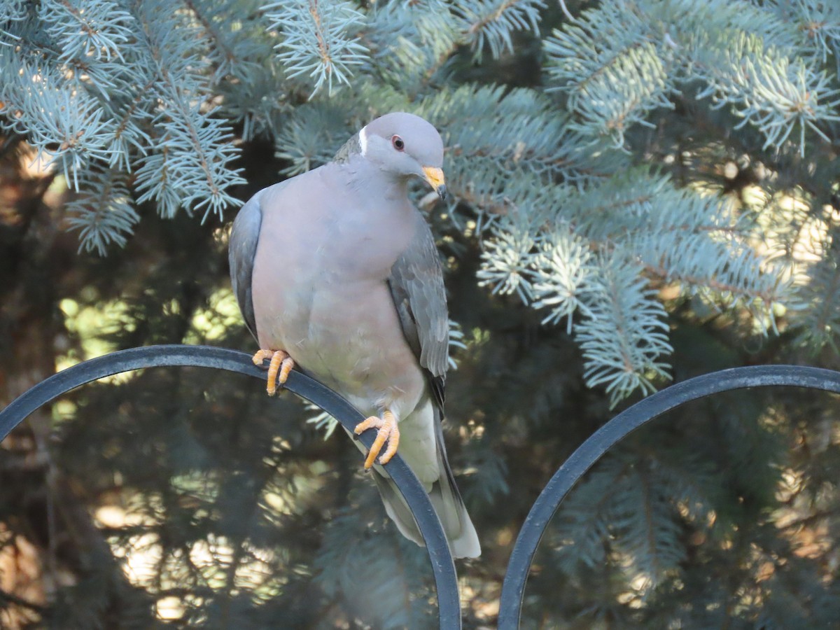 Band-tailed Pigeon - ML563959171