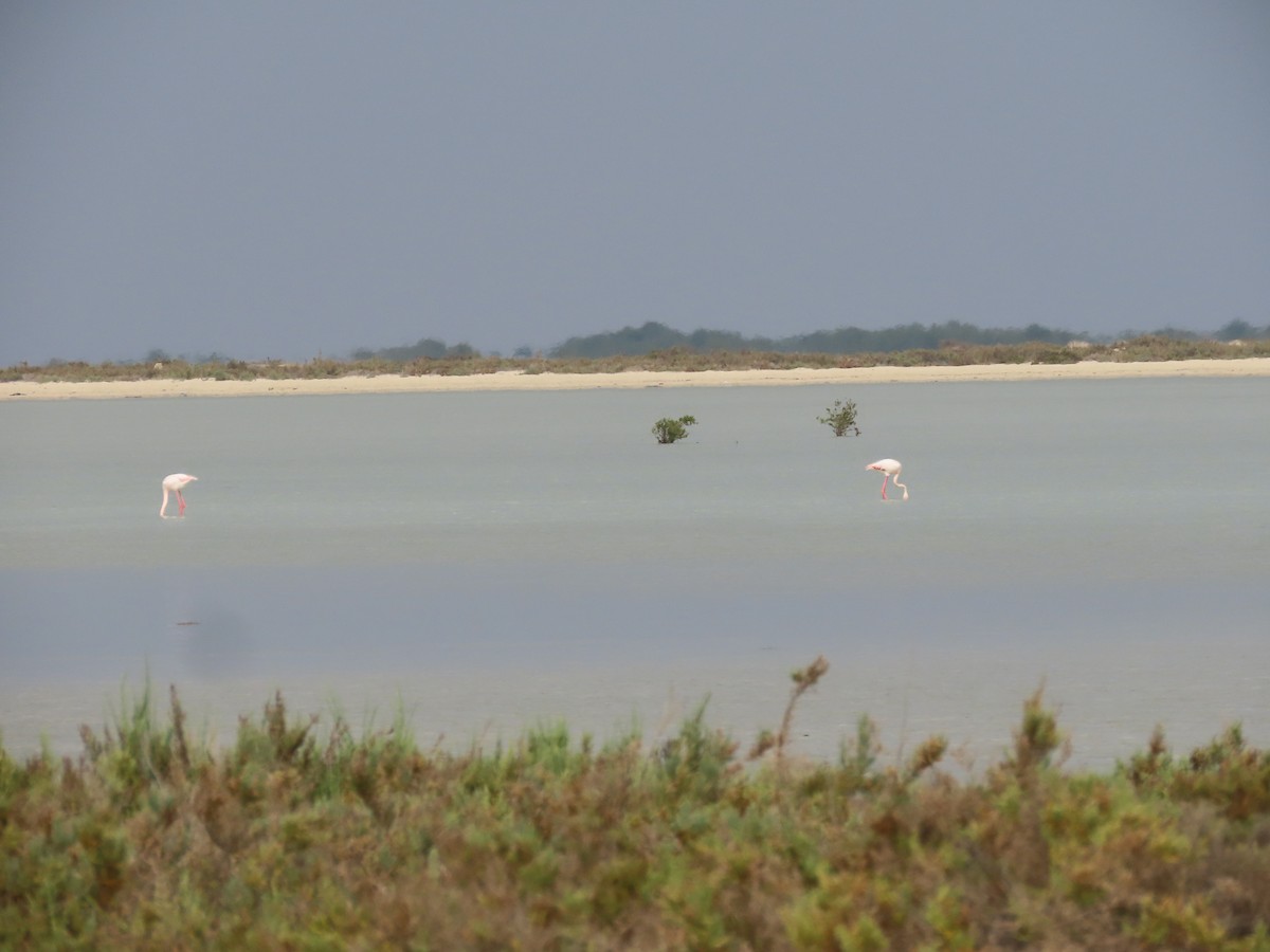 Greater Flamingo - ML563959561