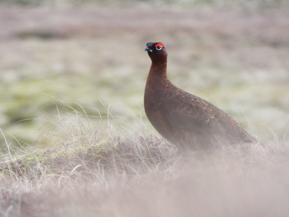 Willow Ptarmigan (Red Grouse) - Nathanael Poffley